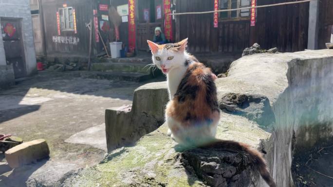 猫 猫咪晒太阳