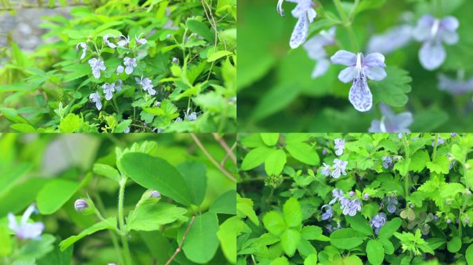 单花莸 生境 植株 花序 花 叶 茎