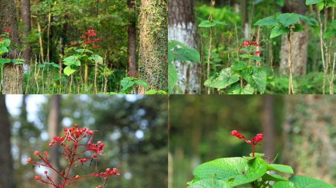 赪桐  中草药 植株 花序 花 叶 茎