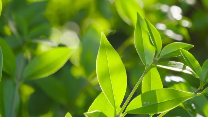 树叶 植物 阳光 草