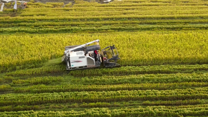 南方水稻收割