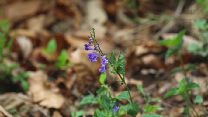 半枝莲 中草药 生境 植株 花 叶 茎