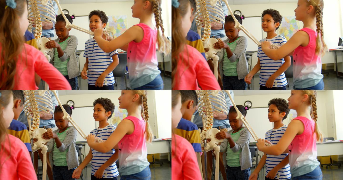 多民族学校的孩子在教室里修复骨架模型在学校4k