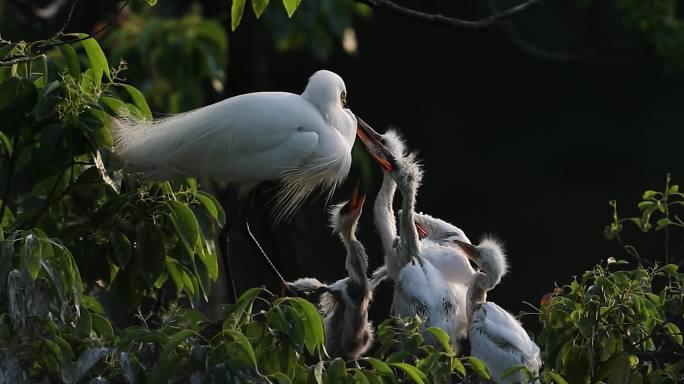 重庆长江生态保护区白鹭繁殖