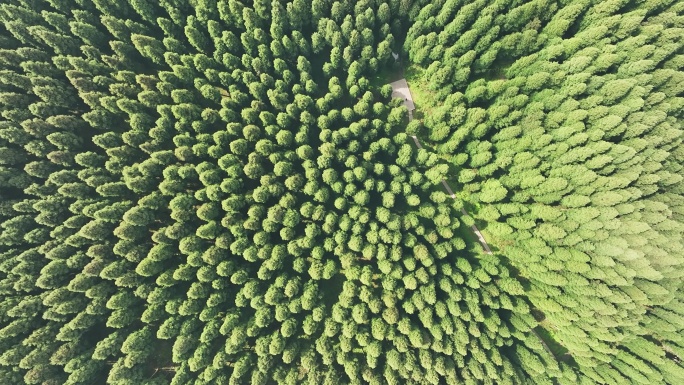 中坝森林森林水杉