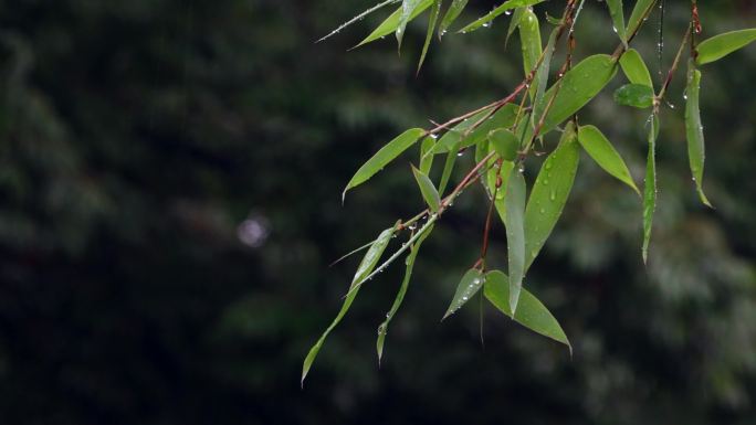 原创4k视频素材雨中的竹叶