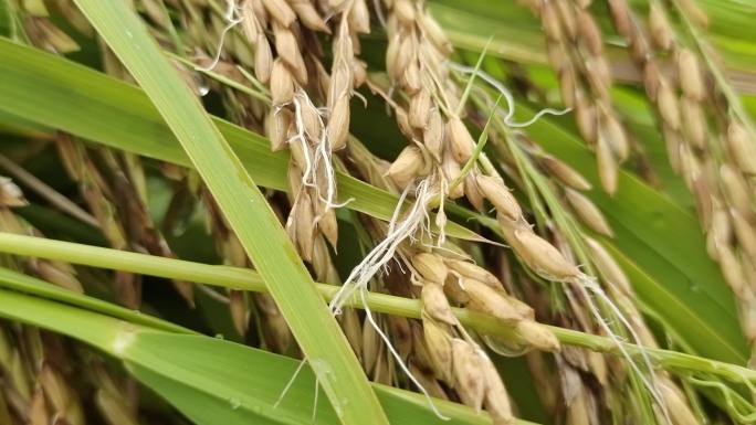 连续强台风下雨谷子发芽长苗强台风吹过水稻