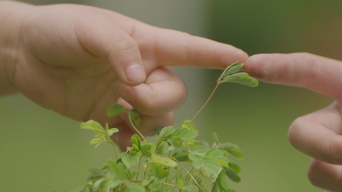 含羞草