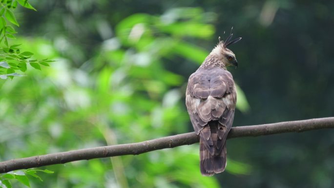 褐冠鹃隼。中性猛禽，二级保护动物