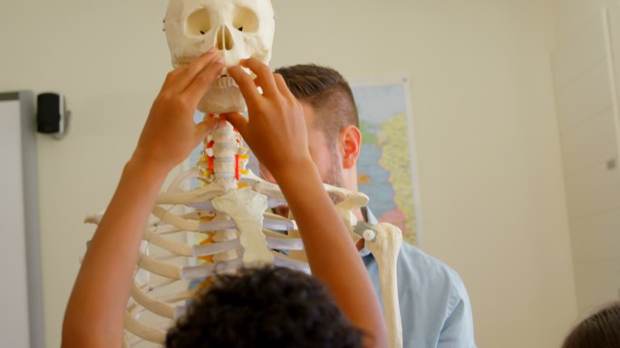 白人男教师在教室里修复人体骨骼模型在学校4k