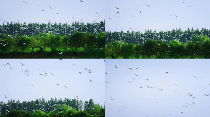 4K树上惊起飞翔的大群白鹭升格