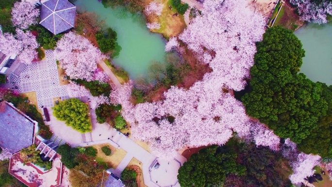 原创航拍江苏无锡太湖鼋头渚樱花