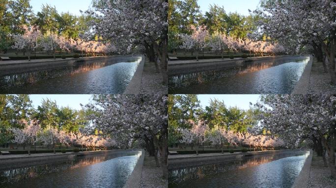 海棠花溪生态自然绿化树木小河环境春天开花