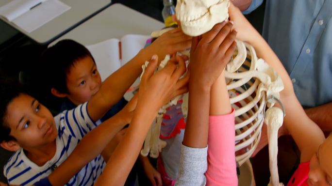 多民族学校的孩子在教室里修复骨架模型在学校4k