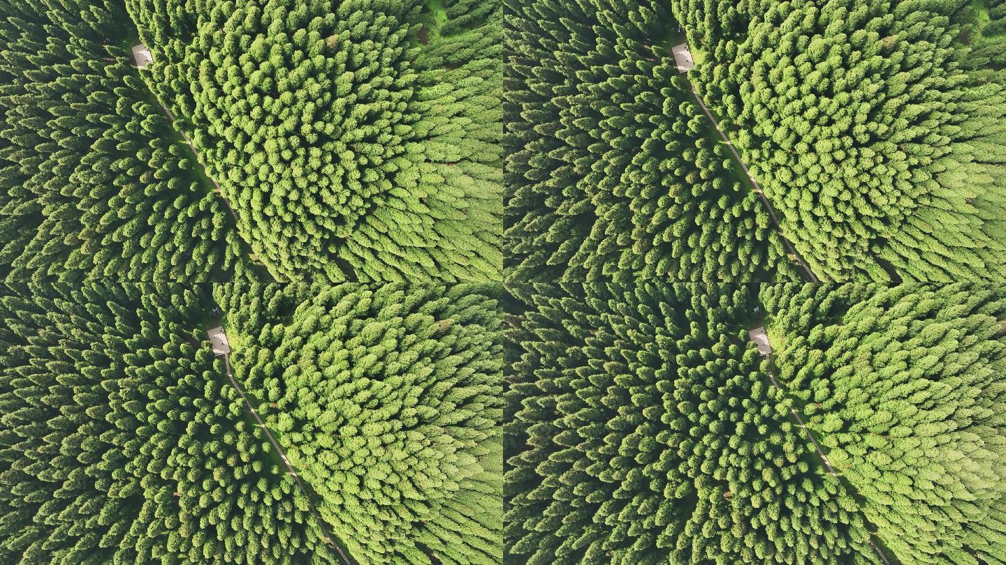 中坝森林杉树绿色