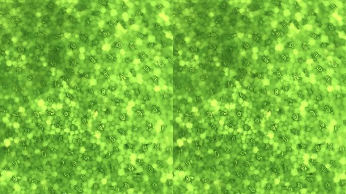 植物细胞 气孔