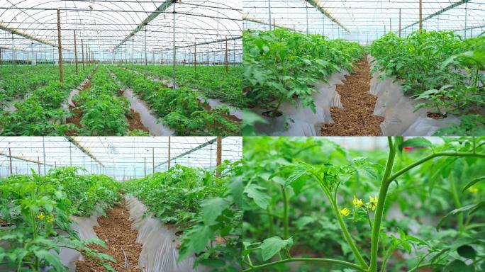 大棚种植番茄小苗4K素材
