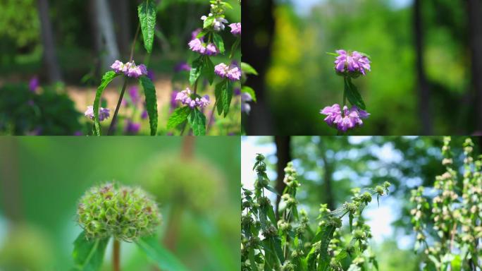 串铃草 生境 植株 花序 花 叶 茎