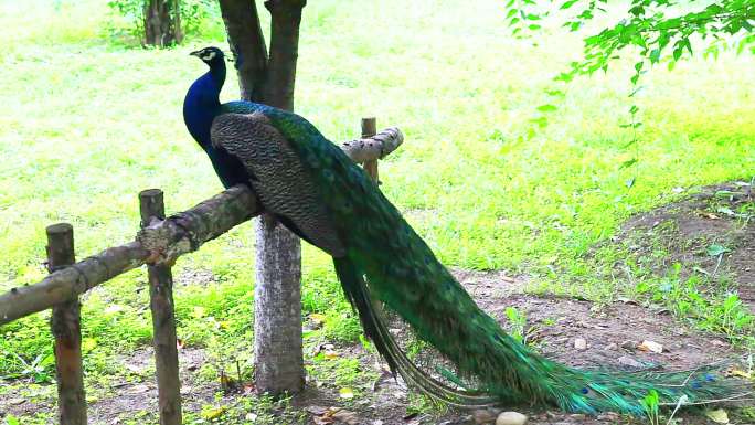 孔雀、蓝孔雀、鸟类野生动物