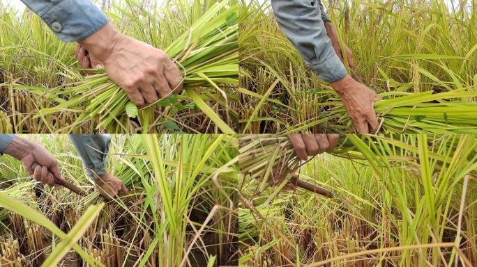 男子在金色稻田稻谷农民手工收割成熟的水稻