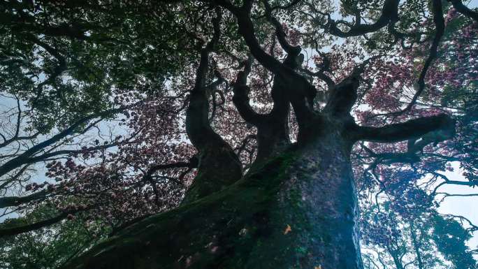 重庆金佛山杜鹃王树杜鹃花树