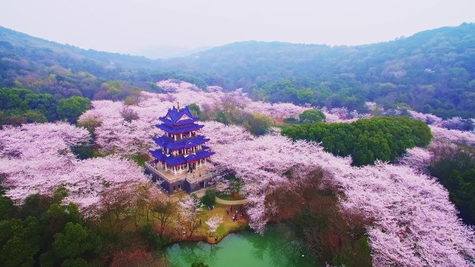 原创航拍江苏无锡太湖鼋头渚樱花盛开