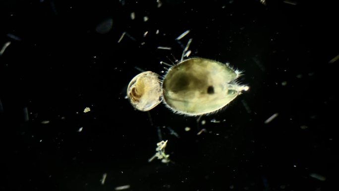 显微镜下的浮游生物，介形虫