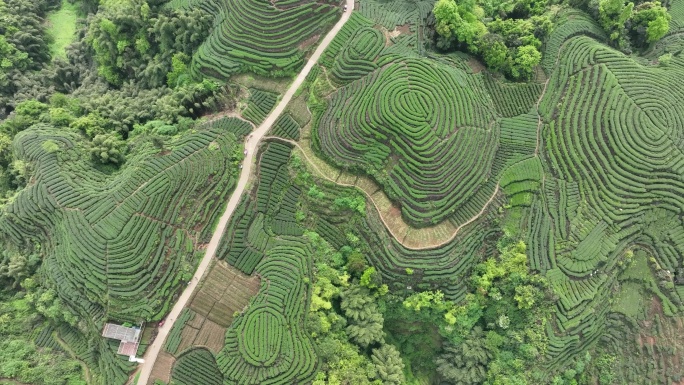 大地指纹茶场