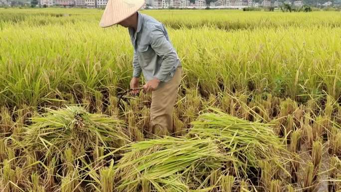 男子在金色稻田农民手工收割成熟的水稻