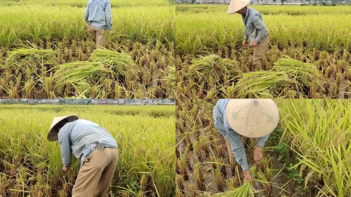 男子在金色稻田农民手工收割成熟的水稻