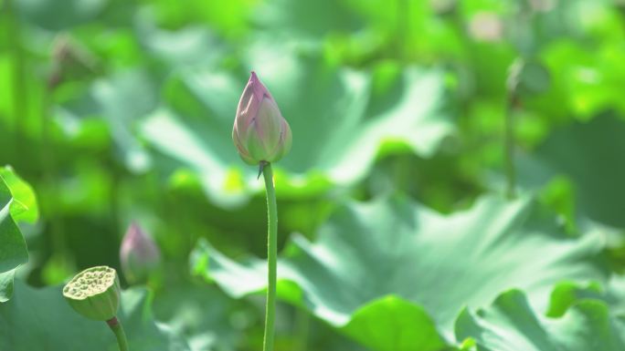 4k睡莲荷花盛开池塘小鸟