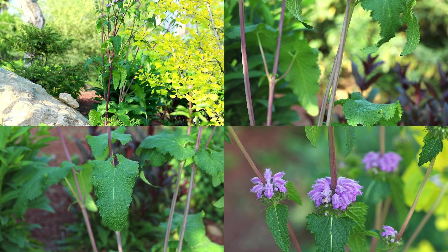 串铃草 生境 植株 花序 花 叶 茎