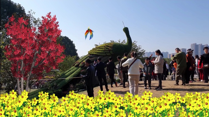 4K宁波院士公园高坡菊花展中的人与鸟