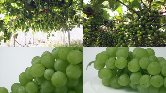 葡萄架下 成熟的葡萄