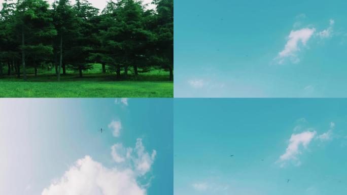天空中飞舞的蜻蜓