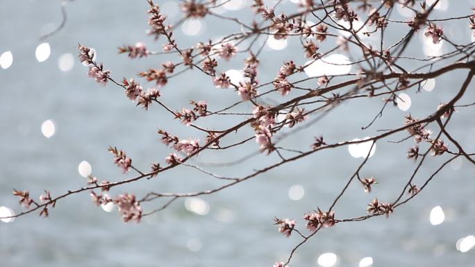 摇摆的树枝溪边樱花河边花朵春天