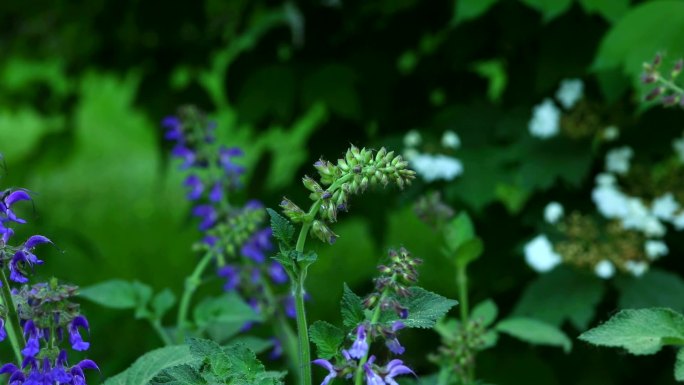 丹参 中药 生境 植株 花序 花 叶 茎