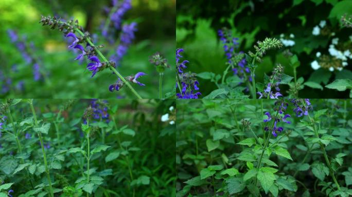 丹参 中药 生境 植株 花序 花 叶 茎