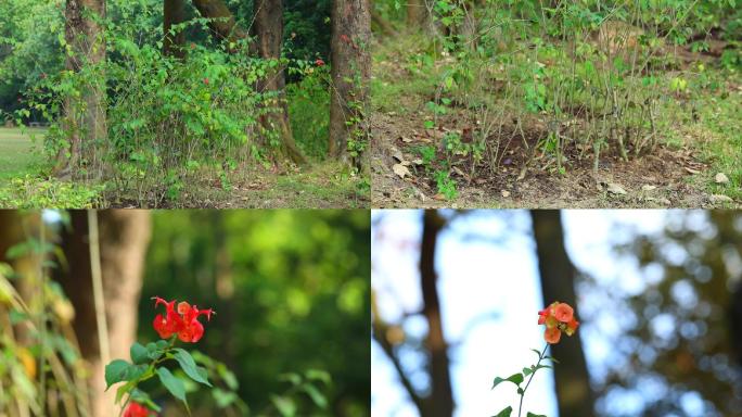 冬红花 生境 植株 花序 花 叶 茎