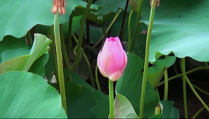 荷花视频 莲花绽放 唯美4K