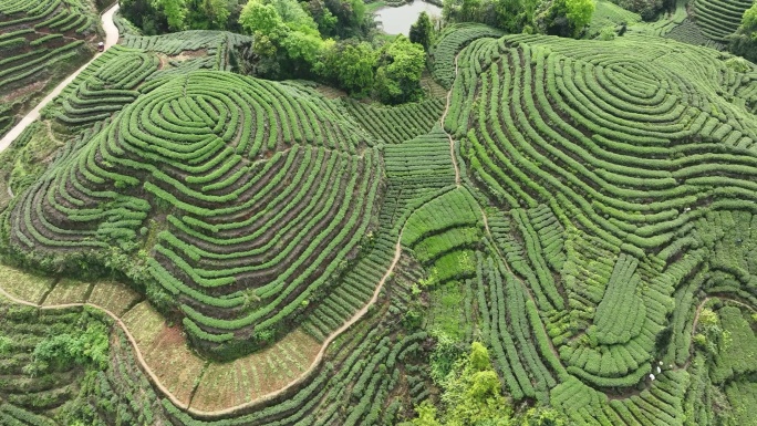 大地指纹白茶产地茶园航拍农业