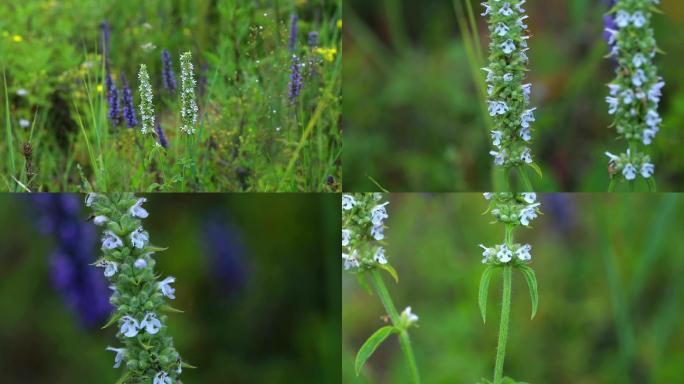 白花枝子花 异叶青兰  植株 花 叶 茎