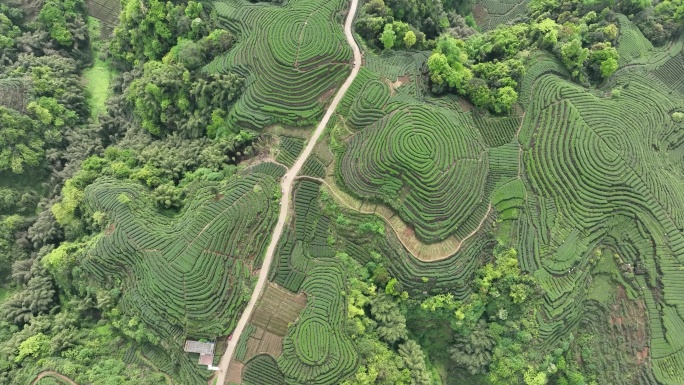 大地指纹大地指纹茶园俯视图航拍南方茶种植