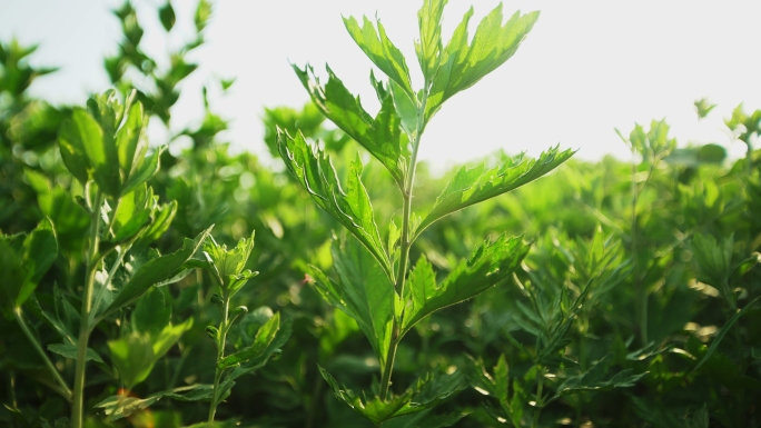 艾草艾叶中药艾草种植基地