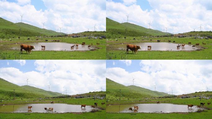 夏季贵州高原山坡上的风力发电和牧场