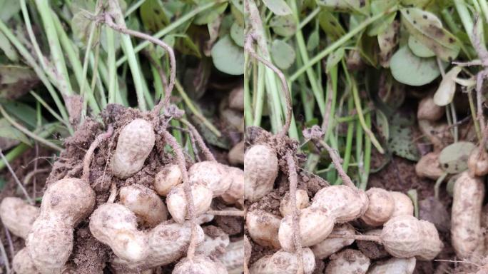 竖屏三农素材花生刨花生