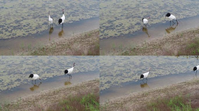 2只丹顶鹤水中觅食