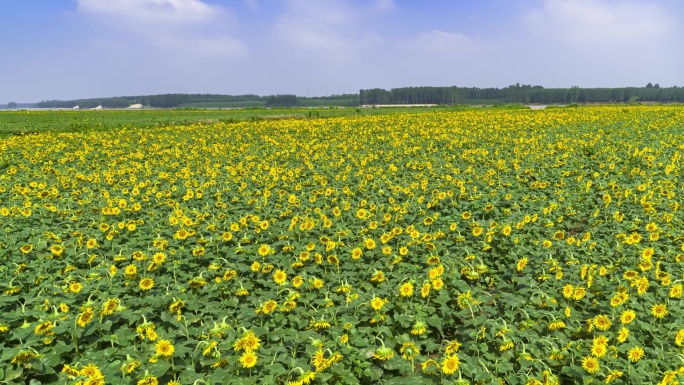 平阴县黄河滩的向日葵花海