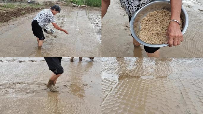 播种播谷种种子撒谷种水稻撒种子秧地