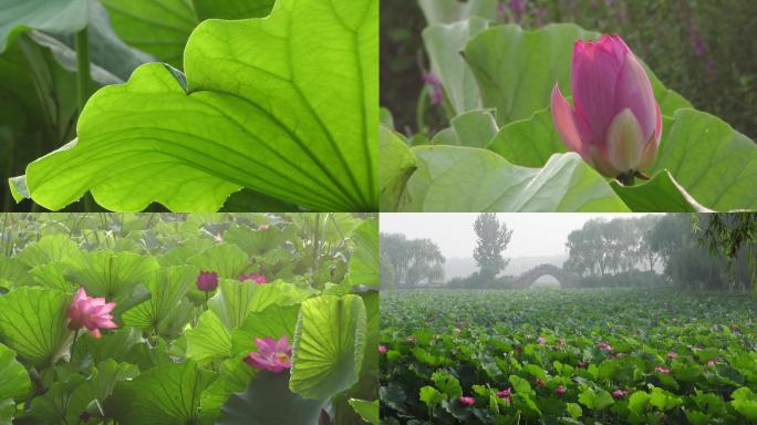 荷花夏天夏季荷叶小荷才露尖尖角唯美小清新